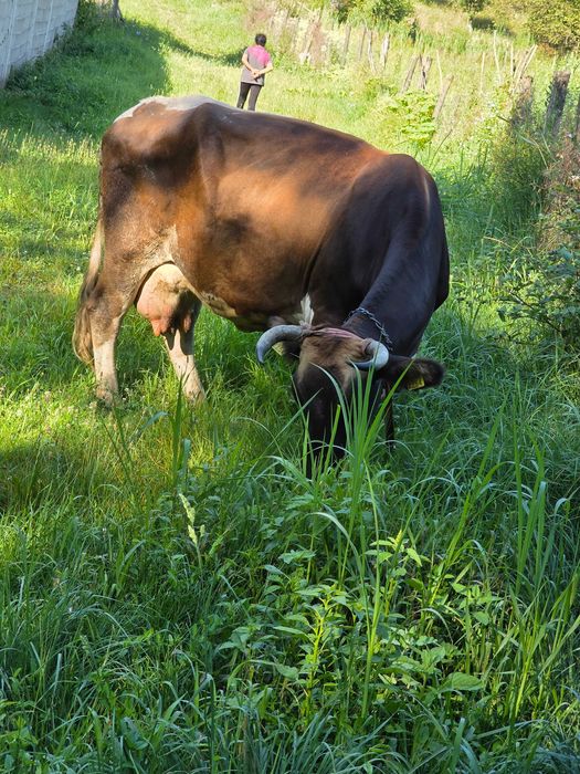 Văcuță gestantă – 6 ani, al 4-lea vițel, producție bună de lapte