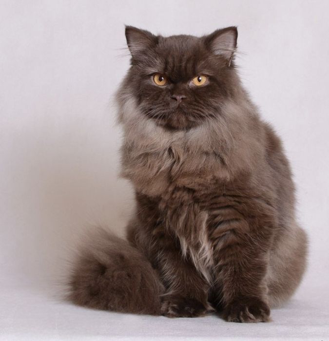 Продаётся кошка возраст 1 года