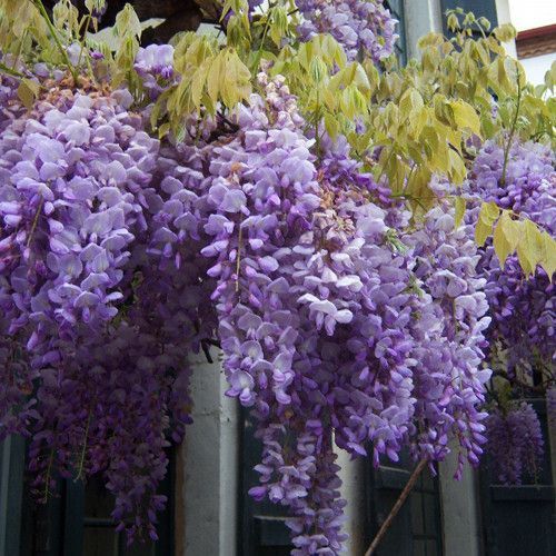 Glicina (Wisteria)