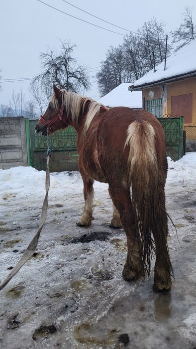 Vând mânz armăsar 2 ani