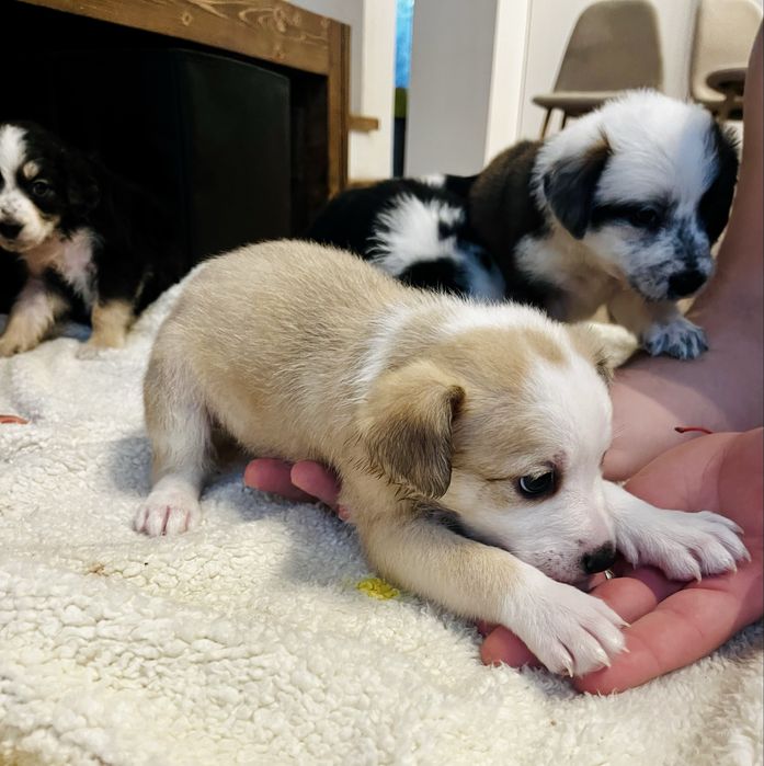 Подаряваме бебета кучета