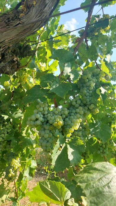 Продавам грозде Совиньон Блан