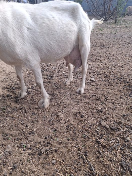 Продаётся козье молоко