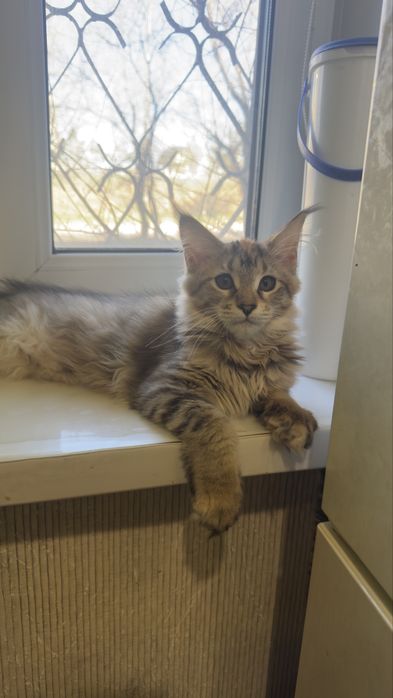 Продажа котят породы Мейн кун!