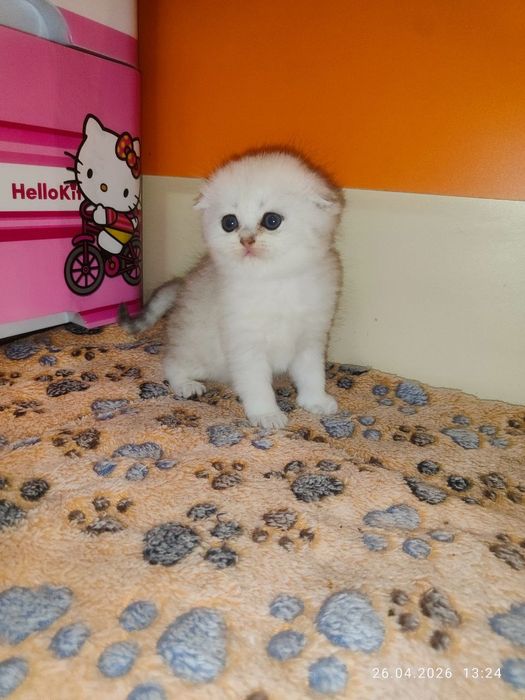 продам девочку скоттиш фолд серебристая шиншилла