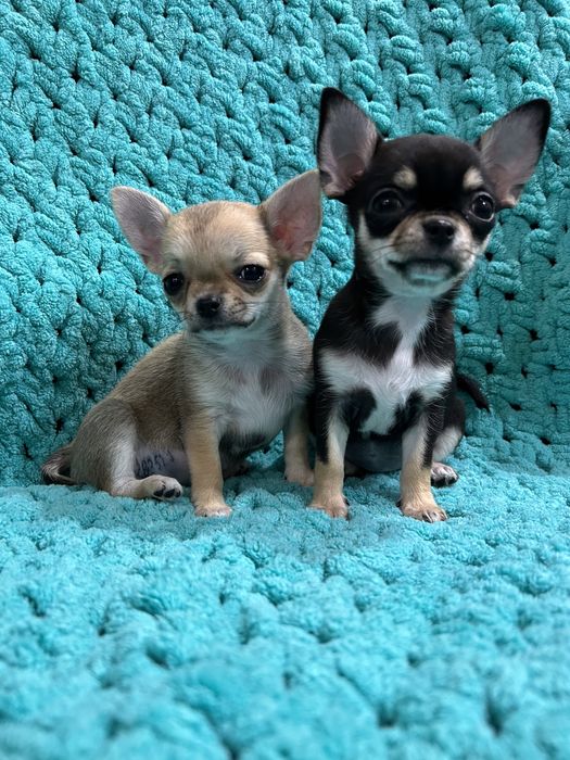 Чихуахуа гладкошерстные