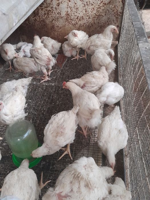 Продам бролерных цыплят