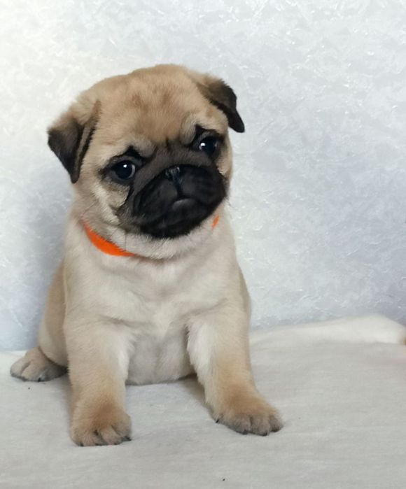 Шикарные мопсята