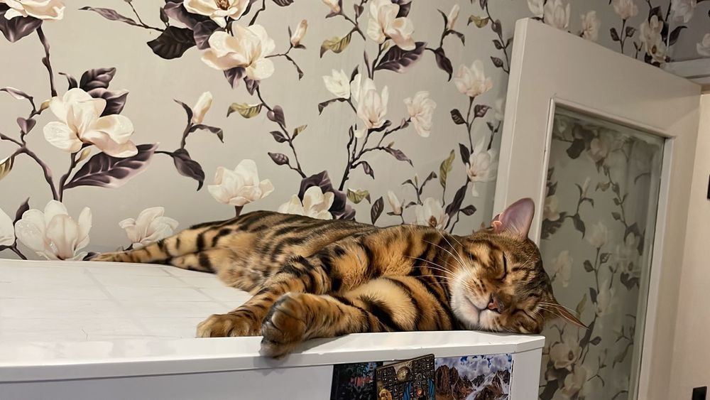 Бенгальский кот в добрые руки
