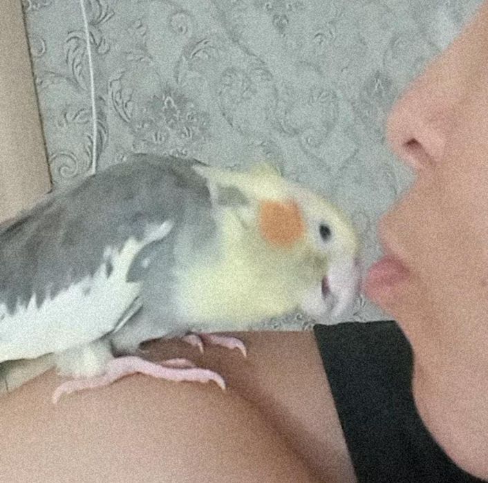 Карелла самец ручной