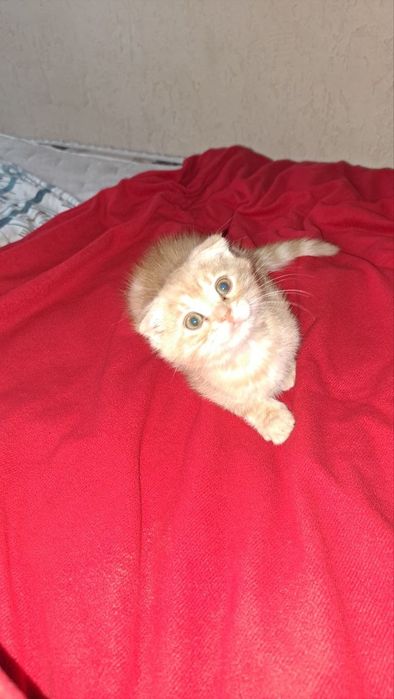 Катенька смешанная парода бенгал с шотландская веслоухой