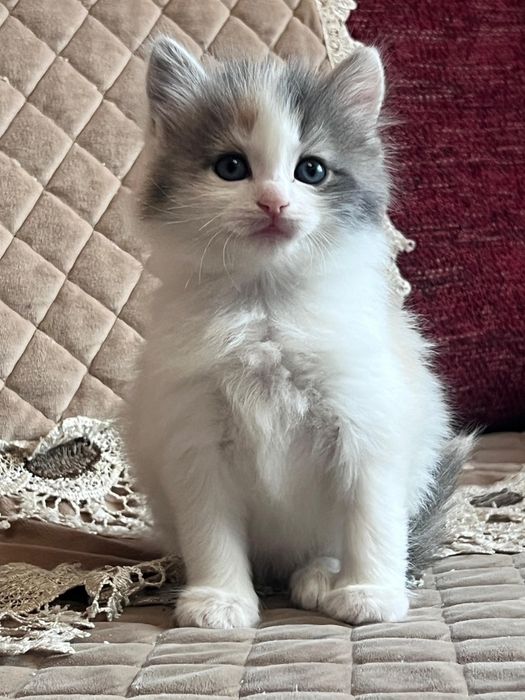 Сибирские малыши