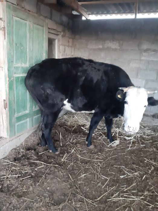 Сиыр сатылады 350.000тг