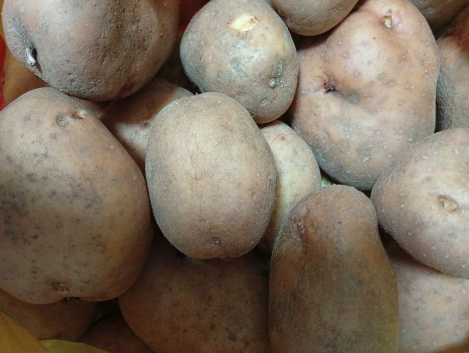 Продам картофель,  домашнийй