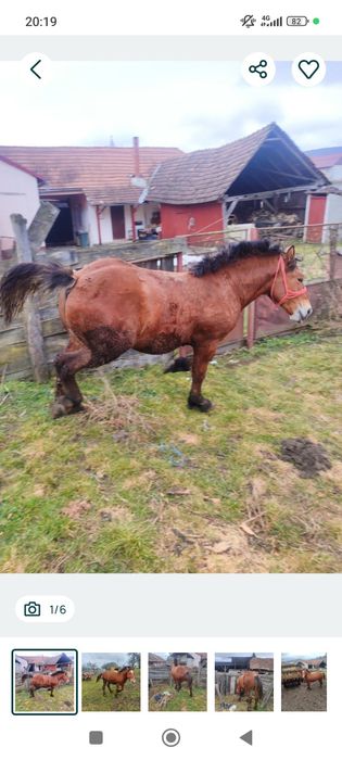 Vând mânz Greu sânge unguresc