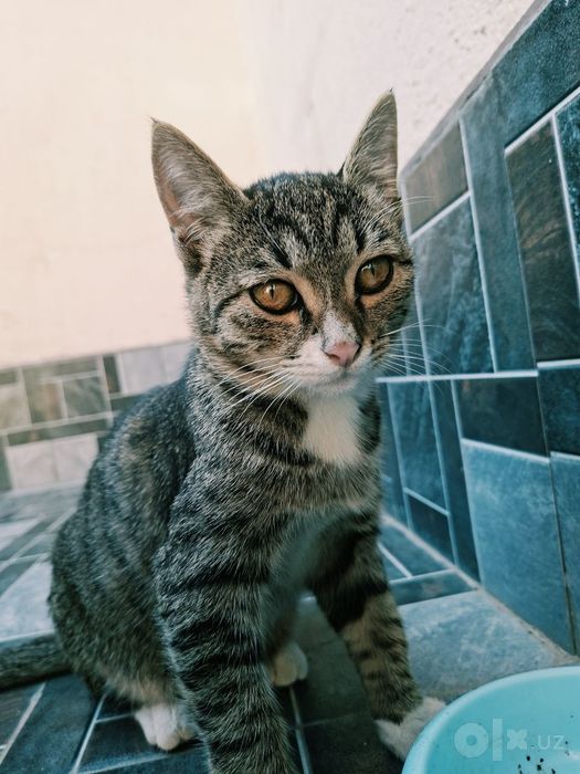 Отдам котенка даром. mushukchani tekinga beraman