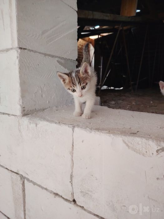 Продаются домашние котята
