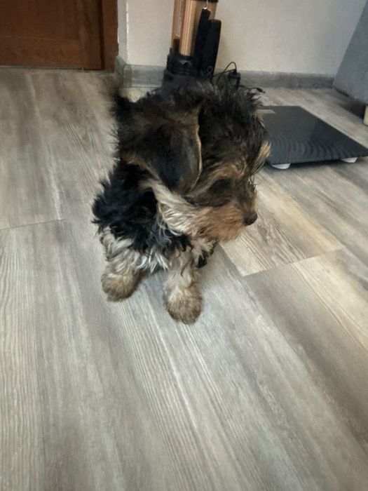 Йоркширски териер