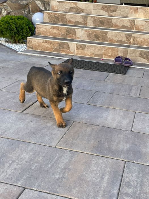 Pui Ciobanesc belgian malinois