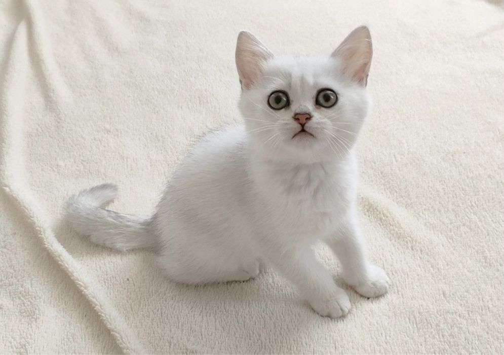 Британские котята серебристая шиншилла