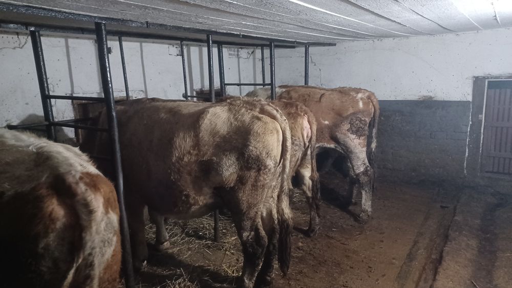 Vând  vaci  la alegere