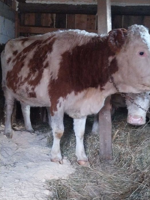 Vand sau schimb juninca la prima fatare gestanta in 4 luni