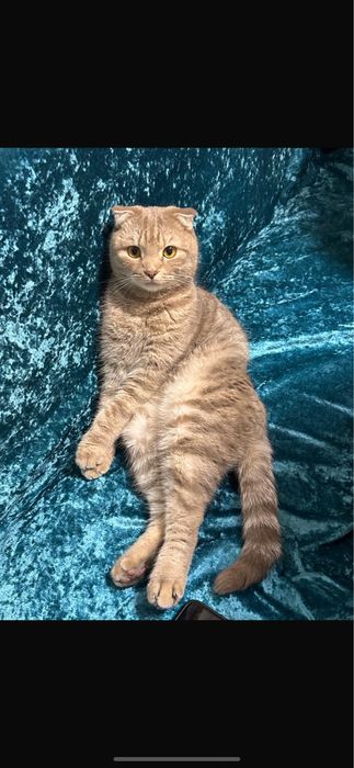 Отдам кота БЕСПЛАТНО