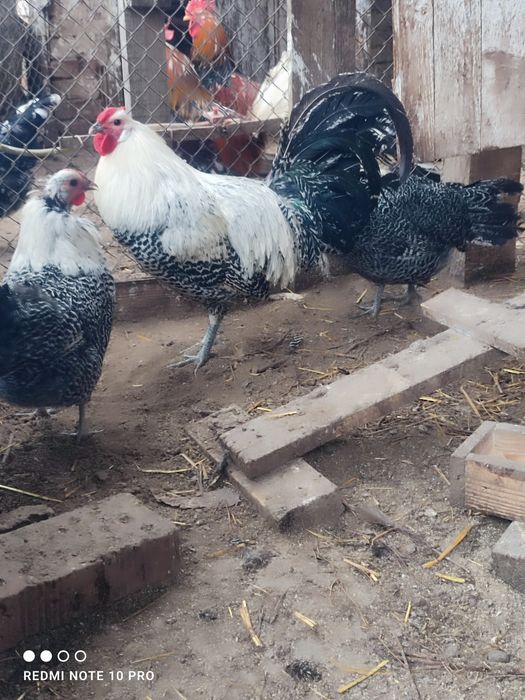 Разплодни яйца от Вествалска кокошка