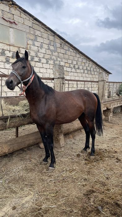 Жорга айгыр сатылады