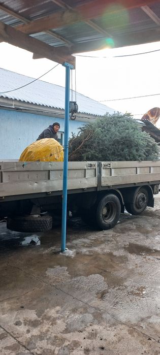 Пересадка деревьев профессионально