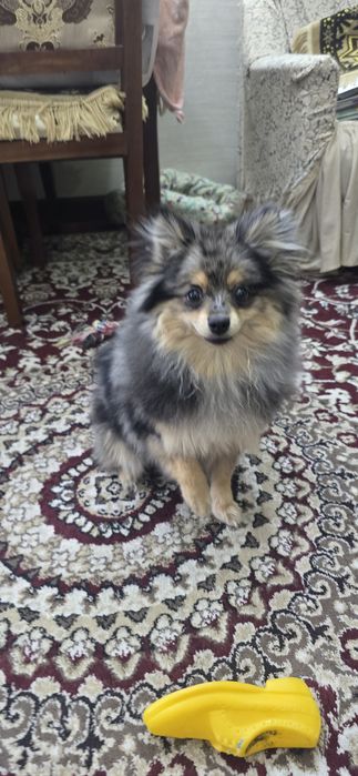 Продаётся  Памеранский шпиц мраморного окраса, 9мес  девочка .