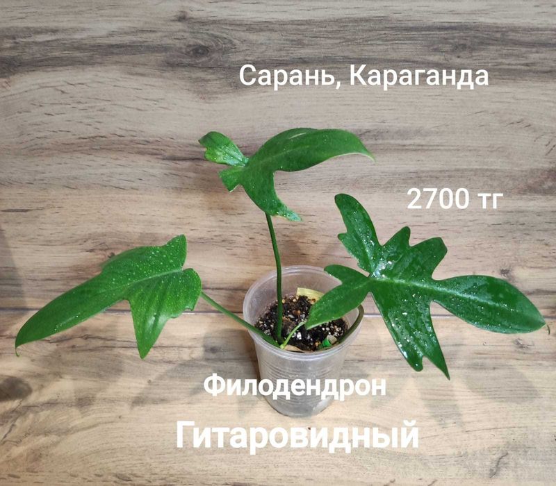 Филодендрон филодендрон