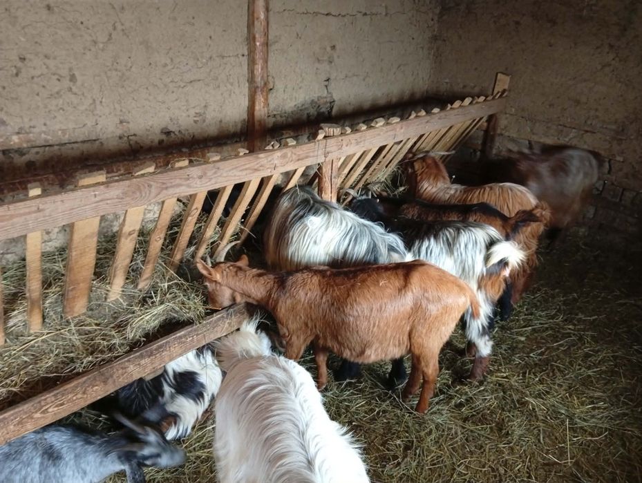 Vând capre gestante