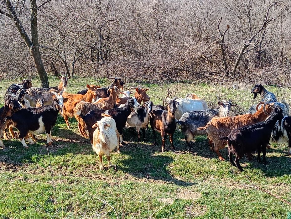 Vănd 28 de capre 18 capre cu 18 iezi sunt fătate restu urmeză să fete