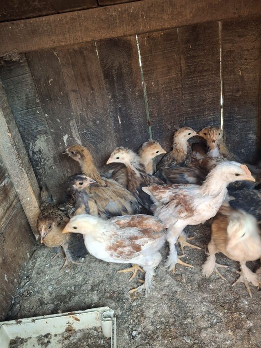 Vand pui gaina din oua verzi-albastre, cocosi pitici, rate lesesti, gaste