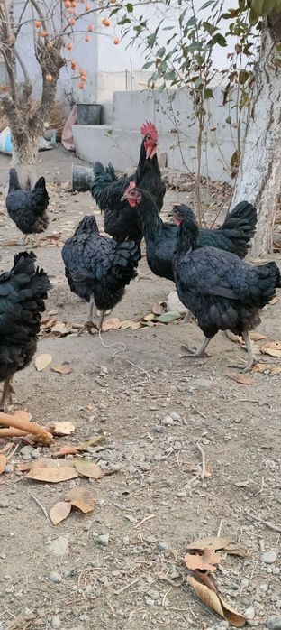 Кора шахзода гегант