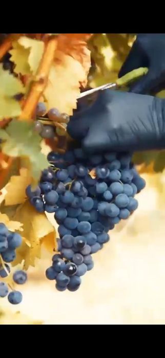 Struguri de masa si struguri de vin