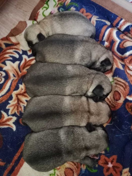 Продаются щенки мопса