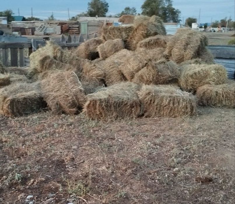 Сено тюковое 1000