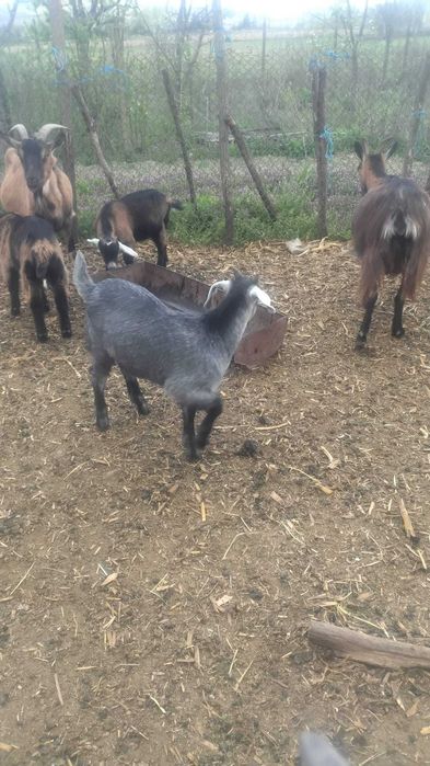 Iezi de vânzare crescuți bio