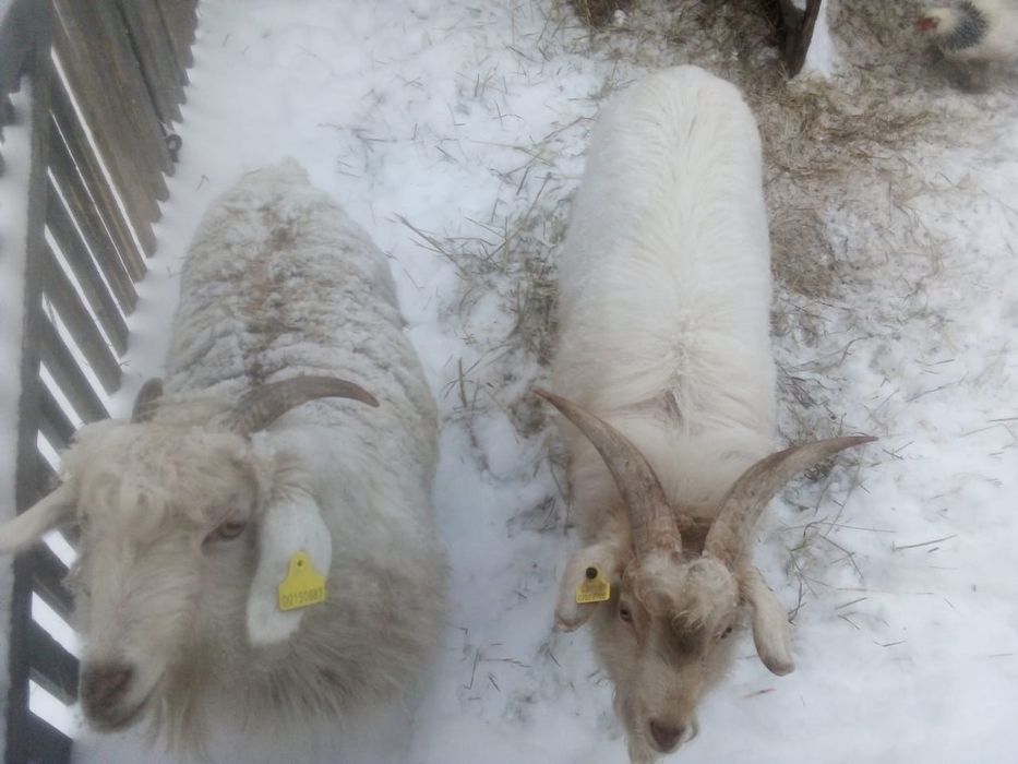 Продаются коза и козел