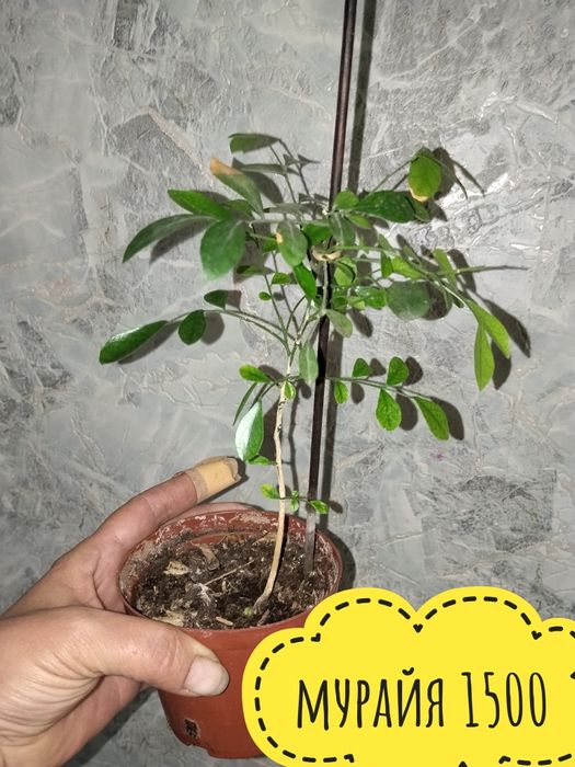Цветы. комнатные