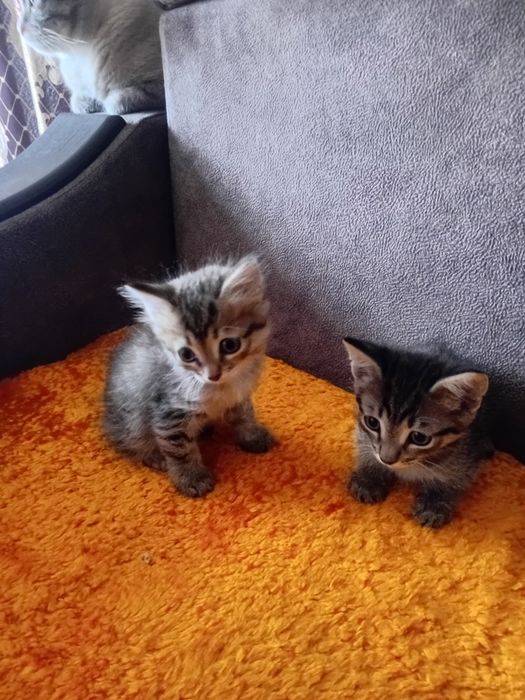 Отдам котят в добрые руки.