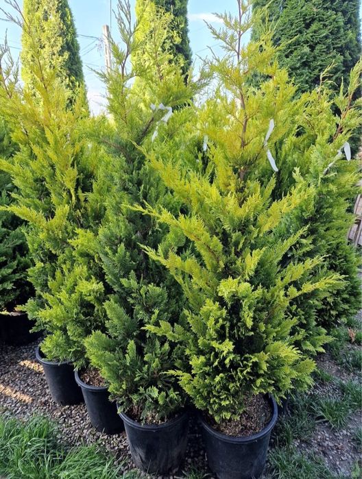 Leylandii goldrider transport gratuit