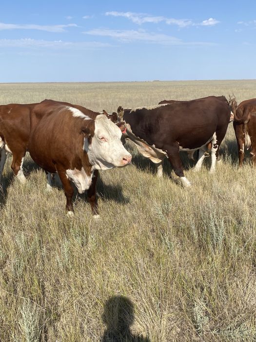 Құнажын қашардың еті семіз