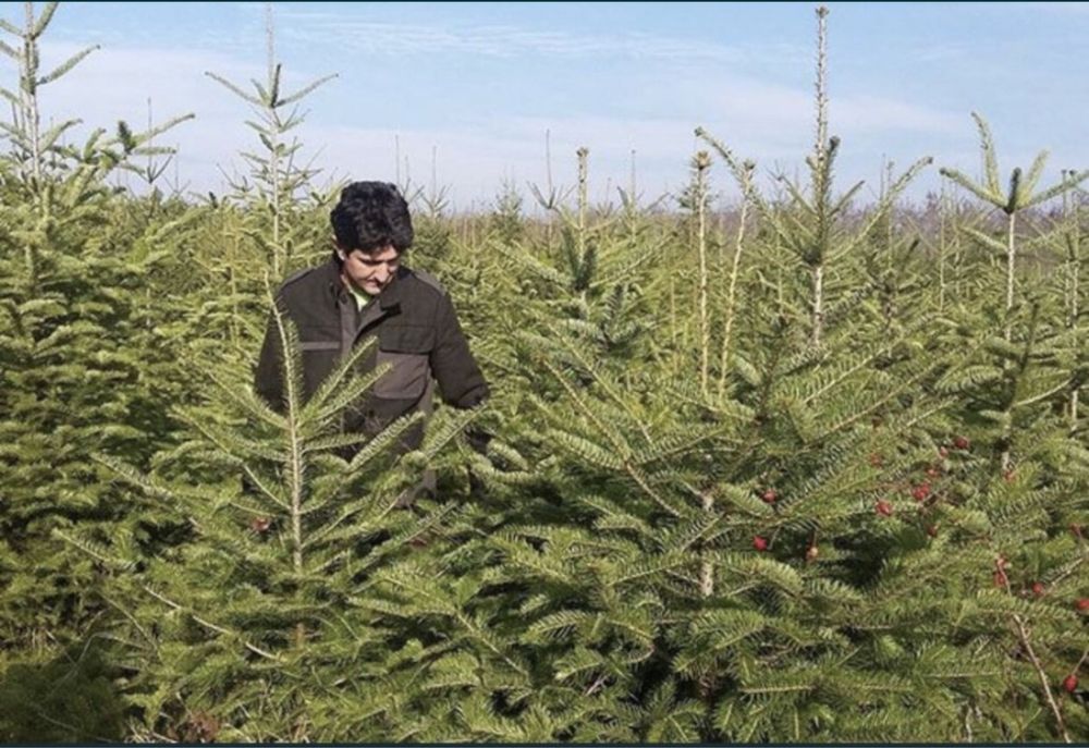 Brazi Nunta / Traditi Obiceiuri
