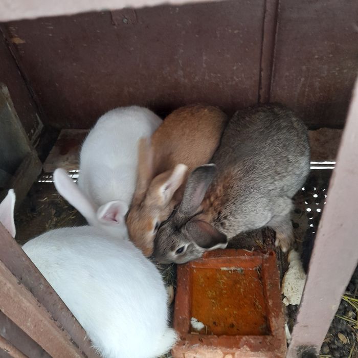 Hycoli francez 4luni