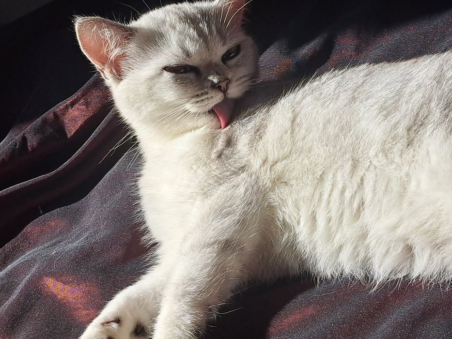 Шотландско женско  котенце