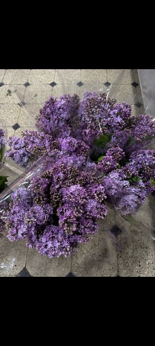 Сирень, от которой кружится голова(И не только голова)