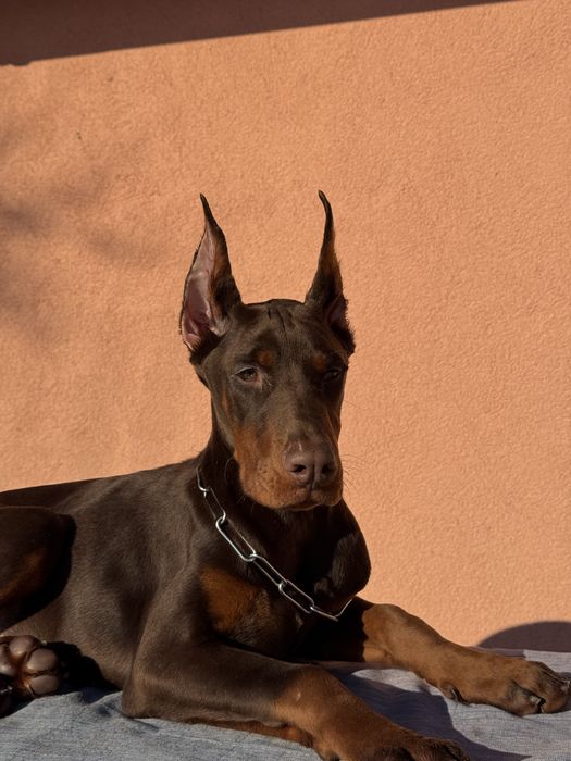 Căței Doberman cu pedigree